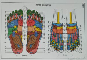 Planche des zones réflexes © Mireille Meunier